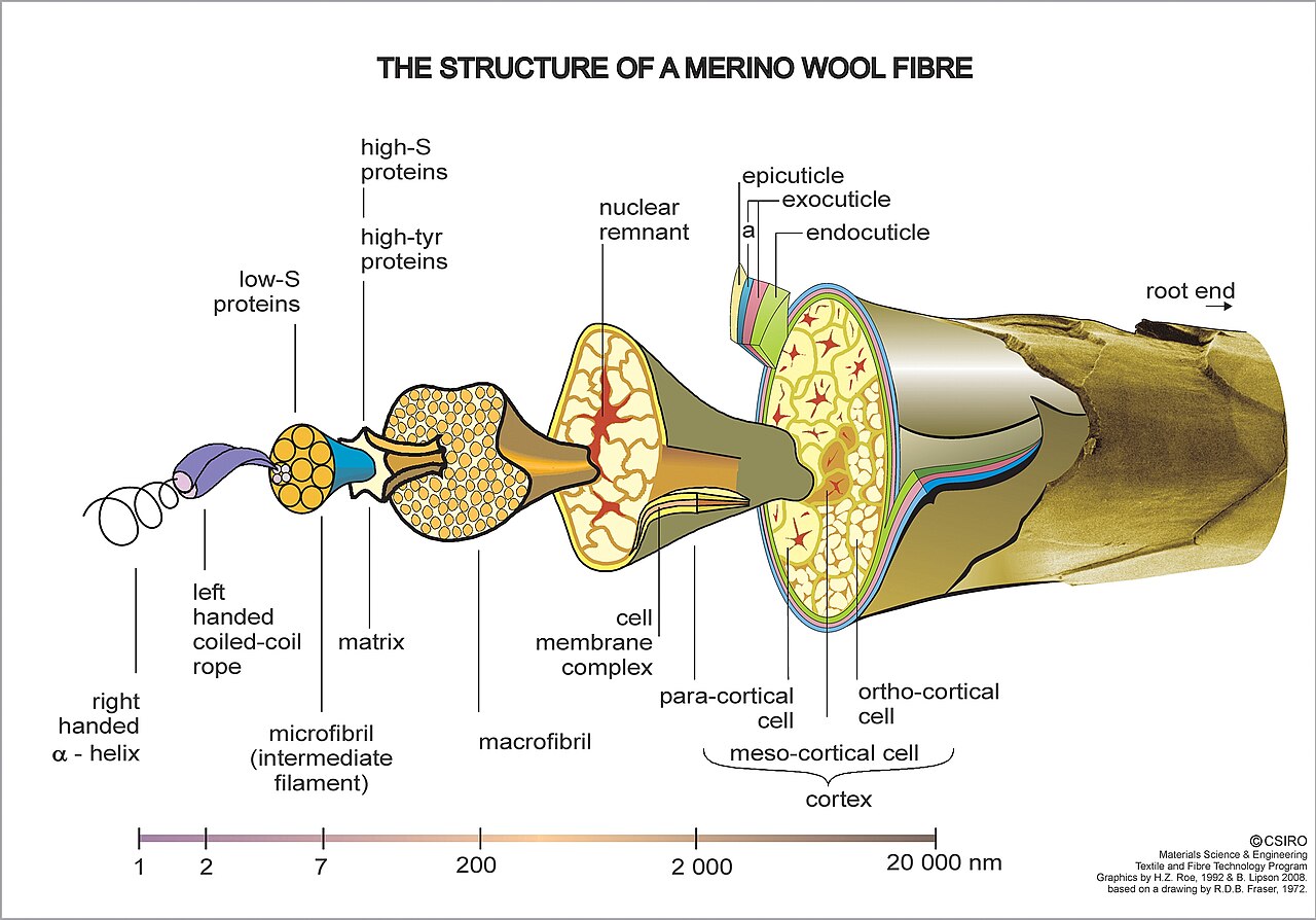 Diagram of the structure of a merino wool fiber, one reason wool is not vegan